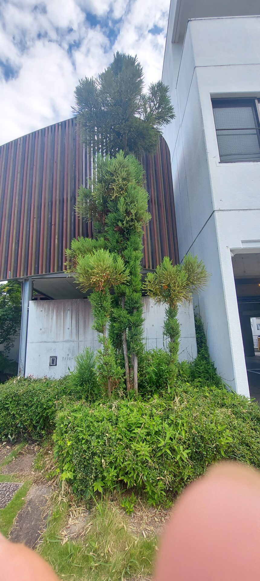 高松市林町にて台杉の手入れをしました。 | 香川県高松市・三木町・さぬき市で剪定・刈り込み・伐採は庭匠 山玄